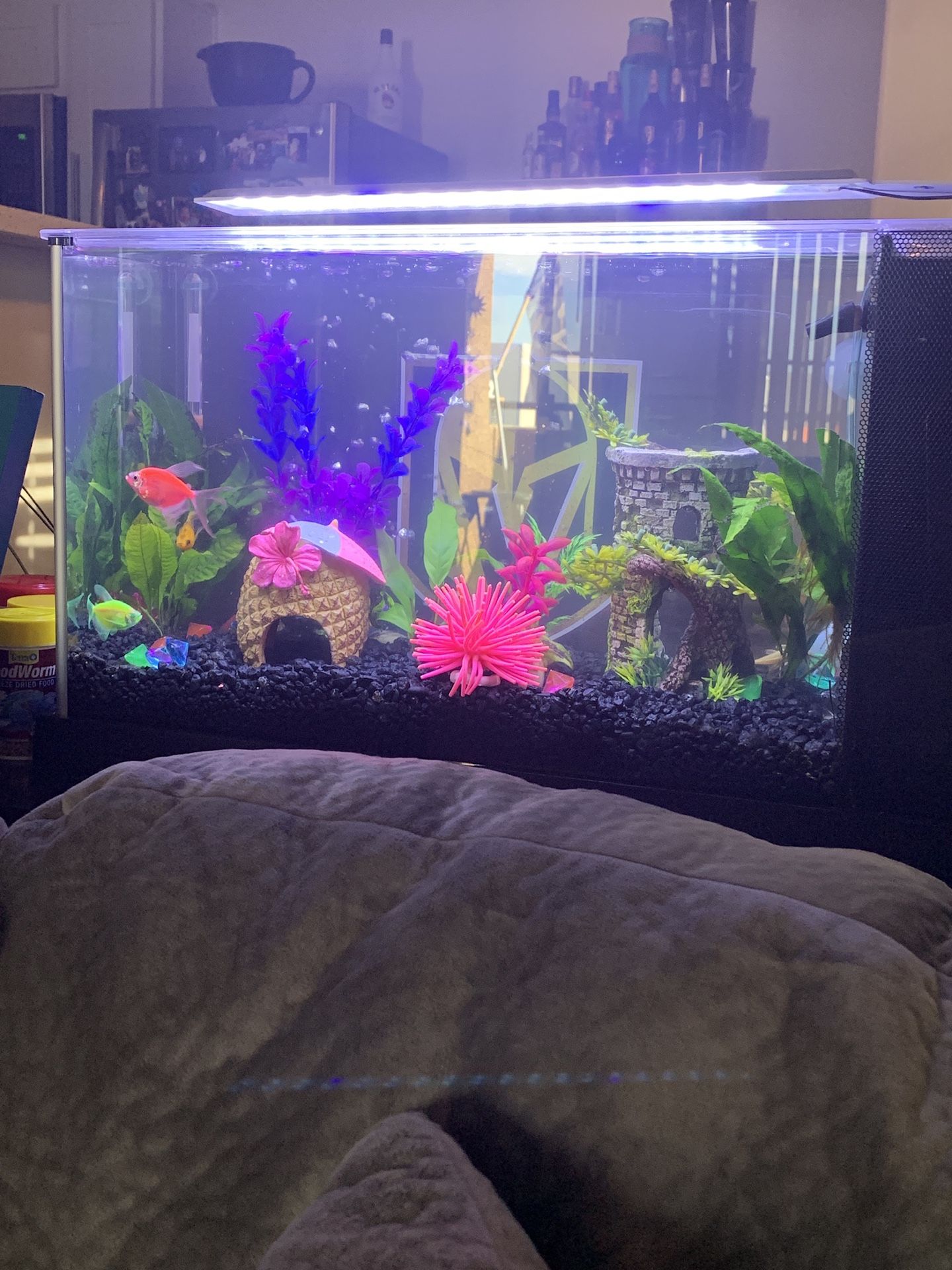 Fluval fish tank 5gallon