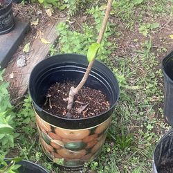 Peach Florida King 