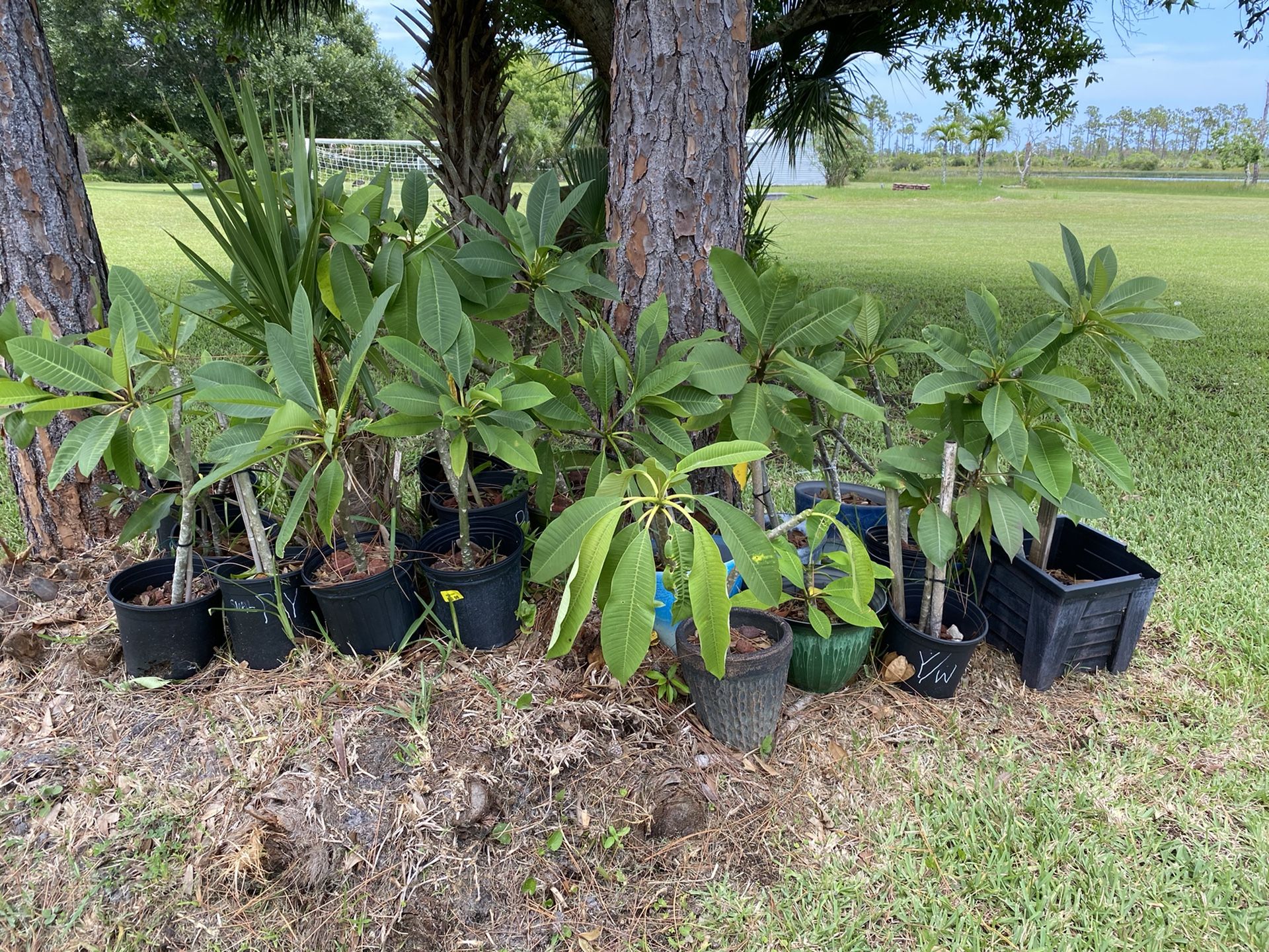 Potted Plumeria Trees