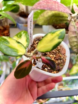 Hoya Verticillata inner variegated