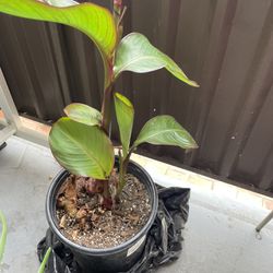 Large Plant 