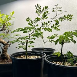 Brazilian Rain Trees Pre Bonsai