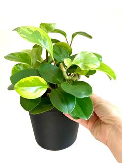 Healthy Variegated Peperomia Houseplant (With Matching Saucer)