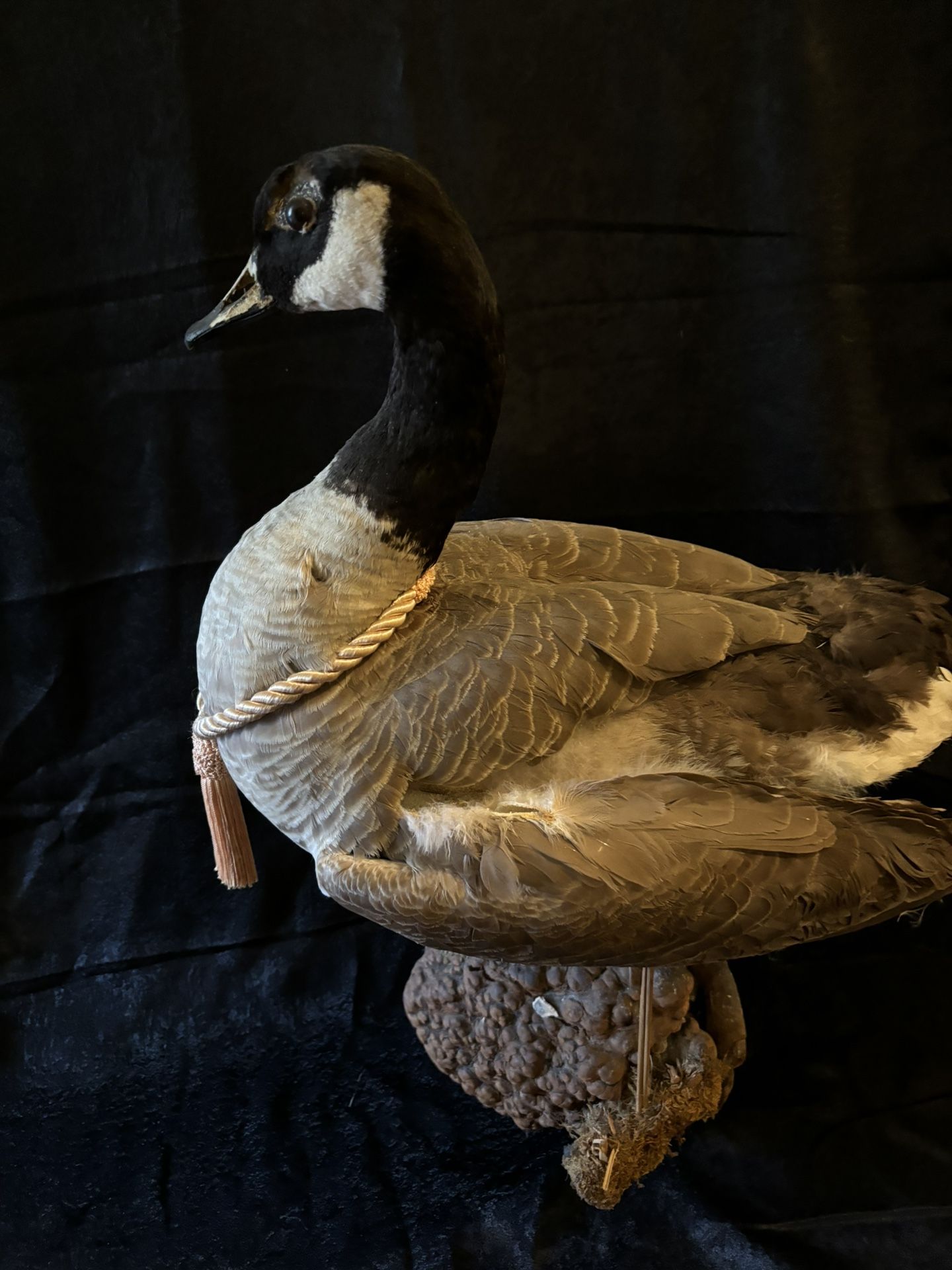 Taxidermy Goose