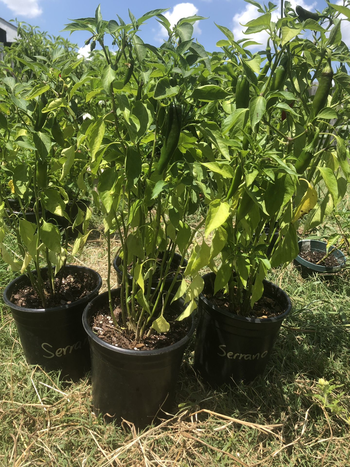 Serrano pepper plants