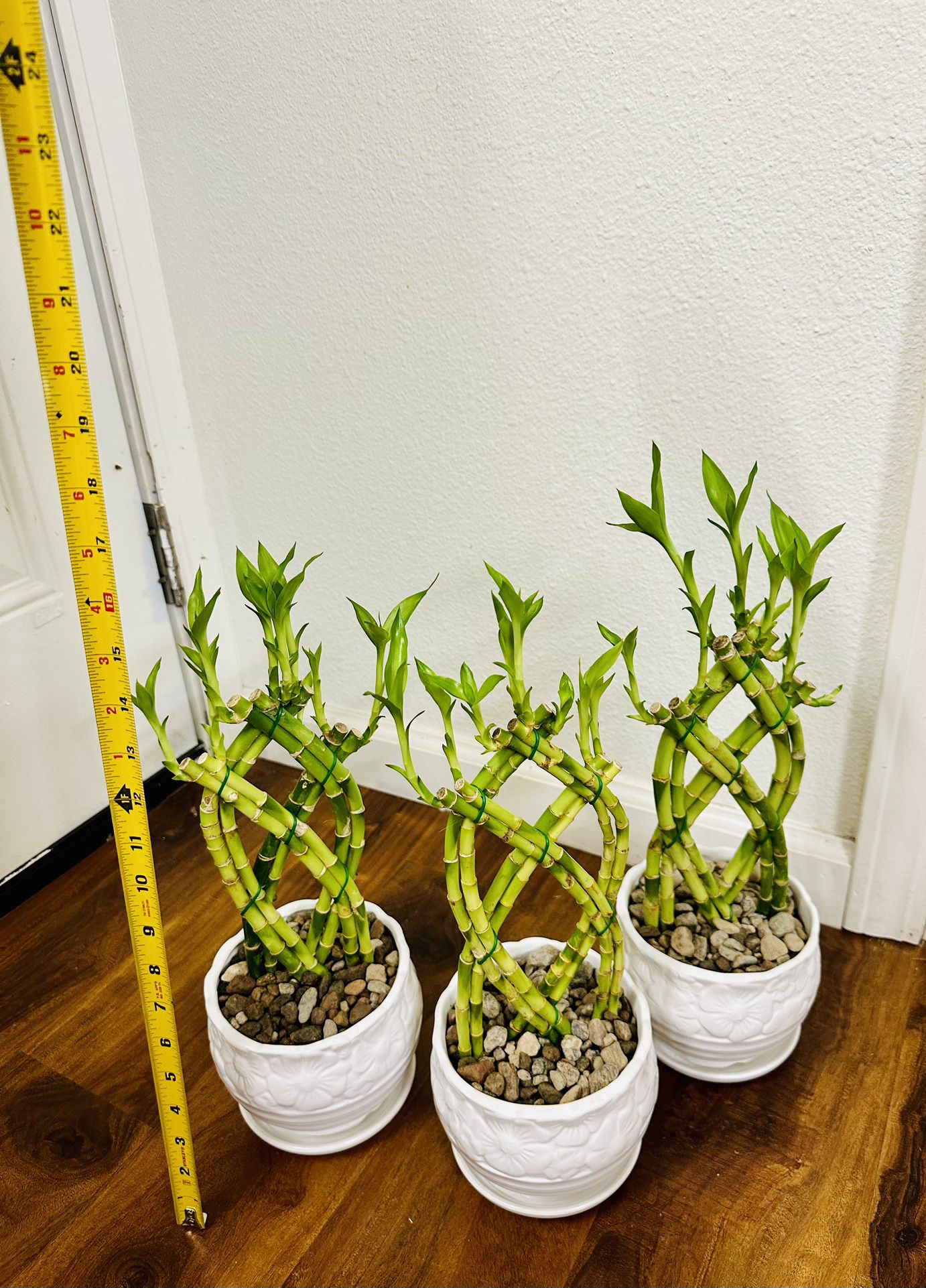 Trellis Lucky Bamboo Live Indoor Plant In Ceramic Pot $10/each 