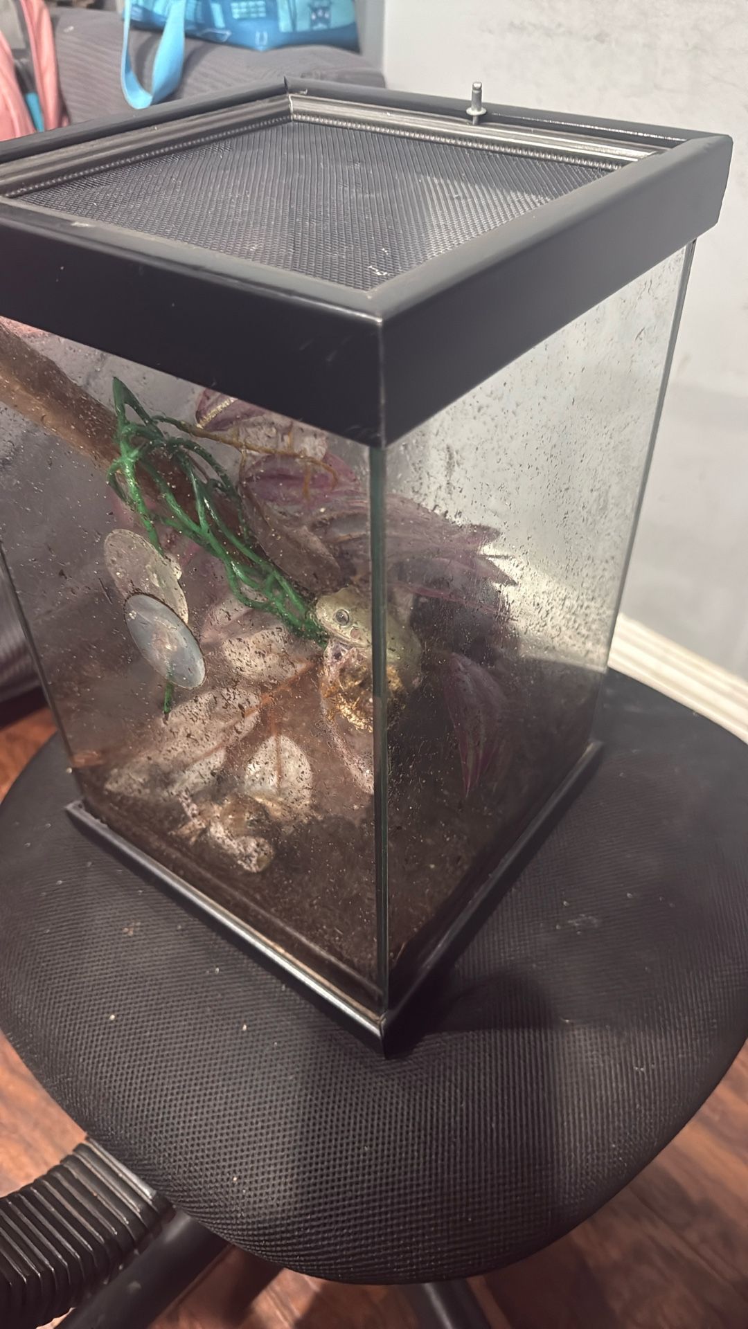 Frog Reptile Enclosure