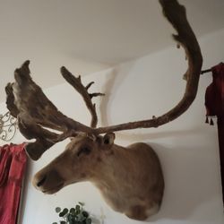 Caribou Head Mount 