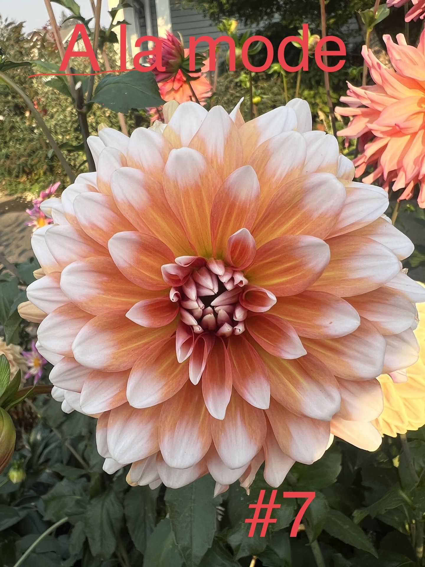 Dahlias