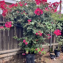 Plants For Sale!!!Plantas De Venta Bugambilias 