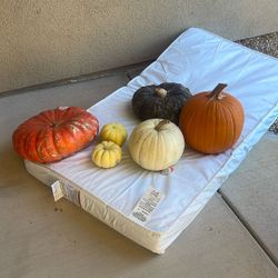 Free Pumpkins 