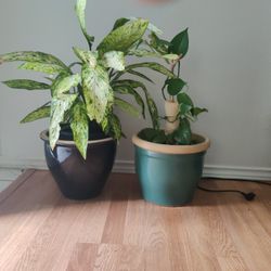 Plants For Sale