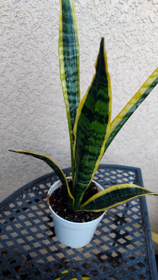 Small Snake Plant $12