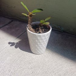 Tiny Thorns