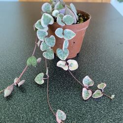Variegated String Of Hearts