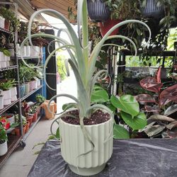 Tillandsia Curly Slim Air Plant 