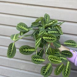 6” maranta lemon lime 