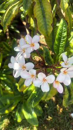 Plumeria Cuttings