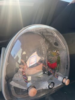 Bird backpack