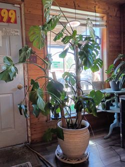 🌿Healthy, Mature Monstera Deliciosa Plant – Complete Setup Included! 🌿