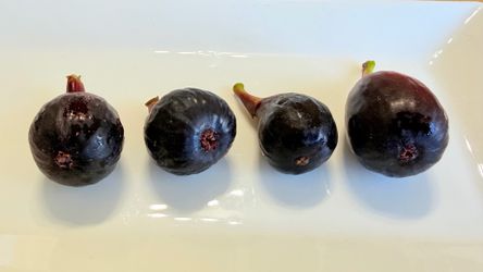5-Gallon Black Mission Fig Tree – Established, Fruit-Bearing, Sweet Purple Figs
