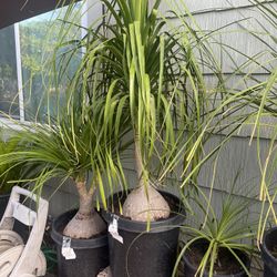 Plant For Sale