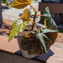 Begonia 