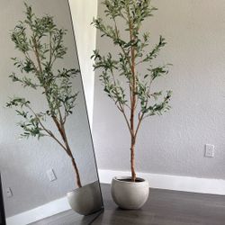 6ft Olive Tree And Ceramic Pot