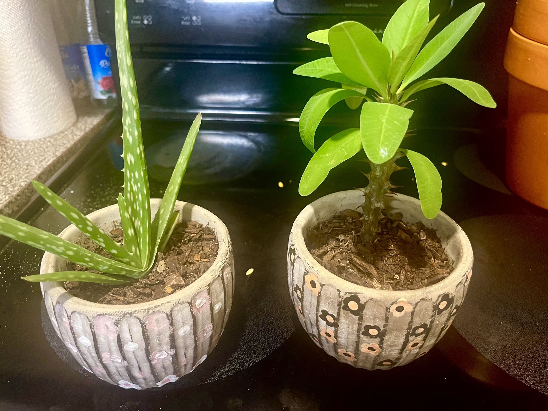 House Plants 🪴