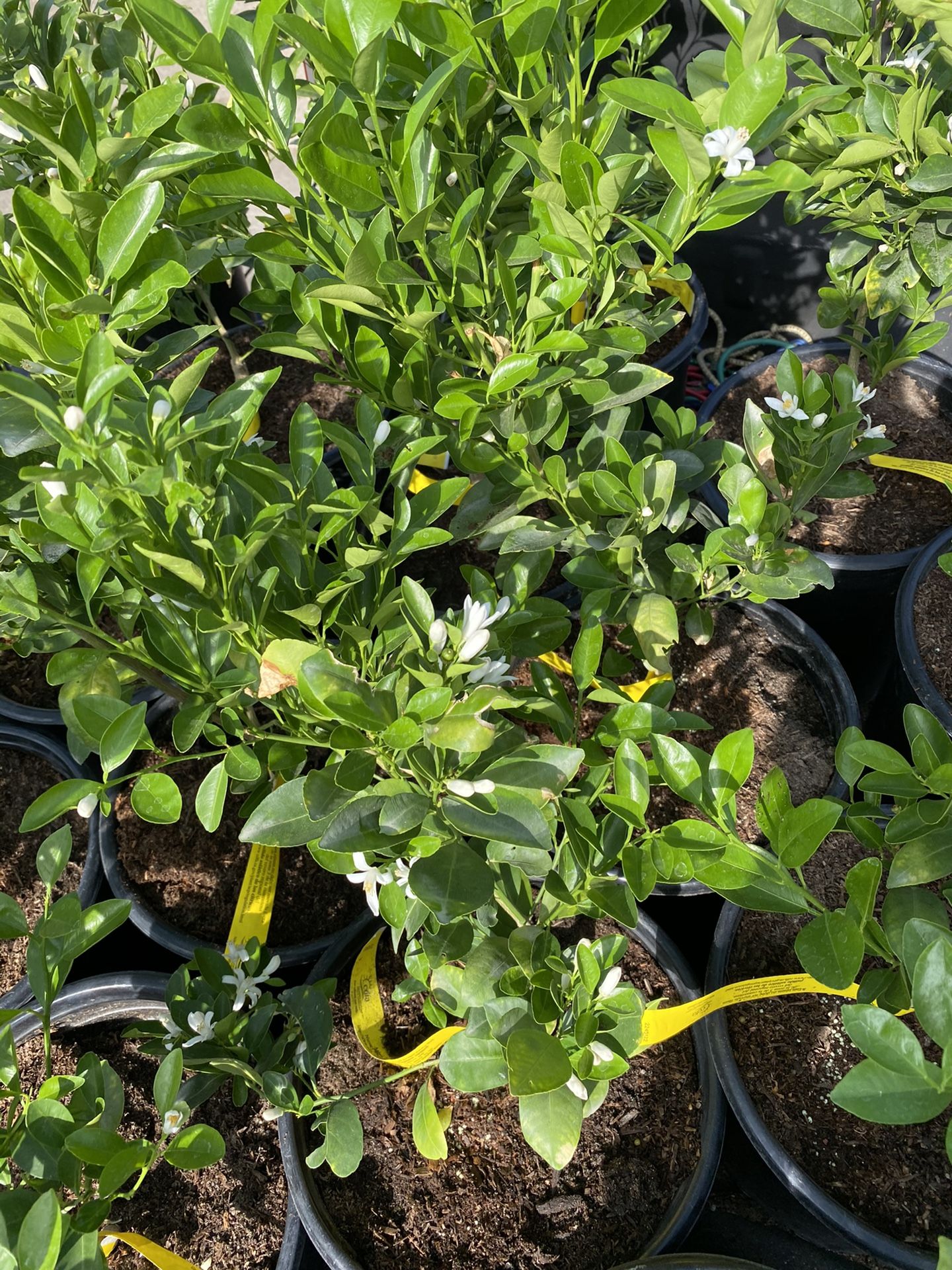 Philippines lime , Calamondin , Calamansi Tree flowering , 2 feet tall