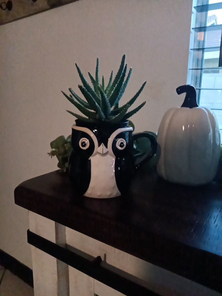 Plant.....Aloe Vera Cactus