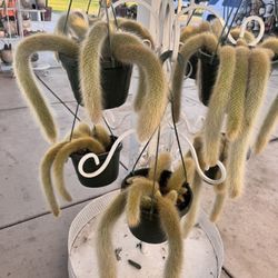 Monkey Tail $35