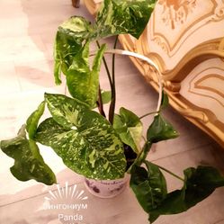Syngonium Panda 