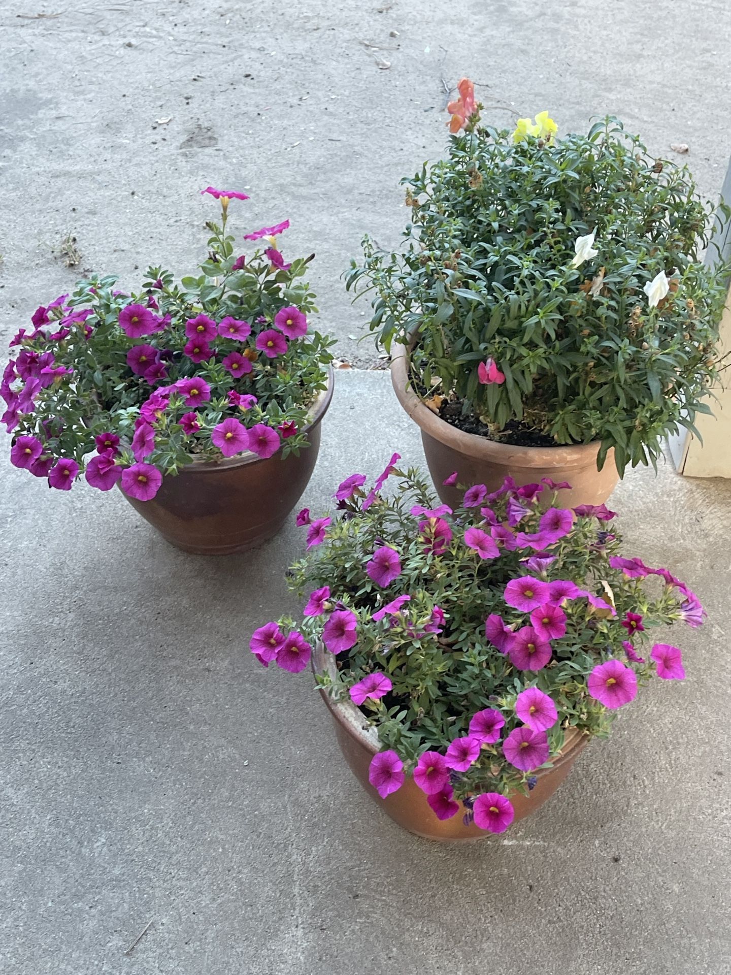 Beautiful Flowers In Bloom In Ceramic Pot
