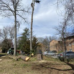 Tree Service