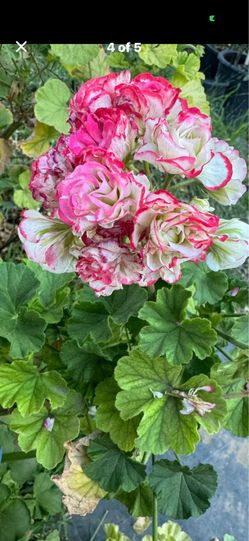 Rare Apple blossom geranium cuttings