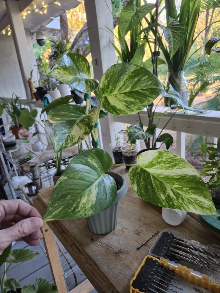 Hawaiian Golden Potho Plant