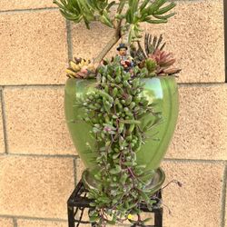 Succulent Arrangement 
