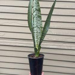 Sansevieria Snake House Plant Succulent