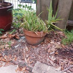 Beautiful Aloe In Ceramic Pot $15