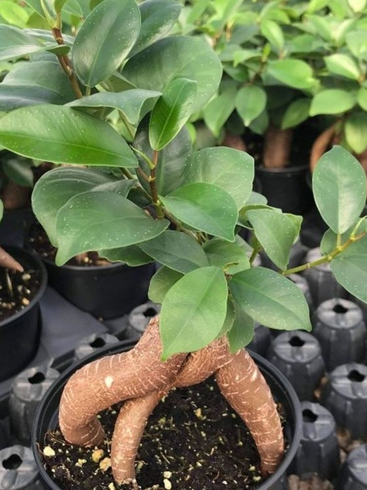 Ficus Microcarpa/ Bonsai Tree