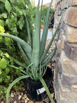 Aloe Vera with Babies 24”