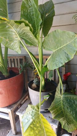 Plant