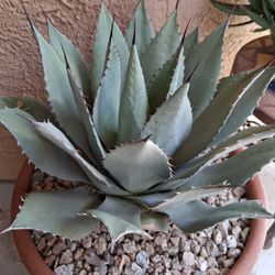 Agave In Terracotta Pot 