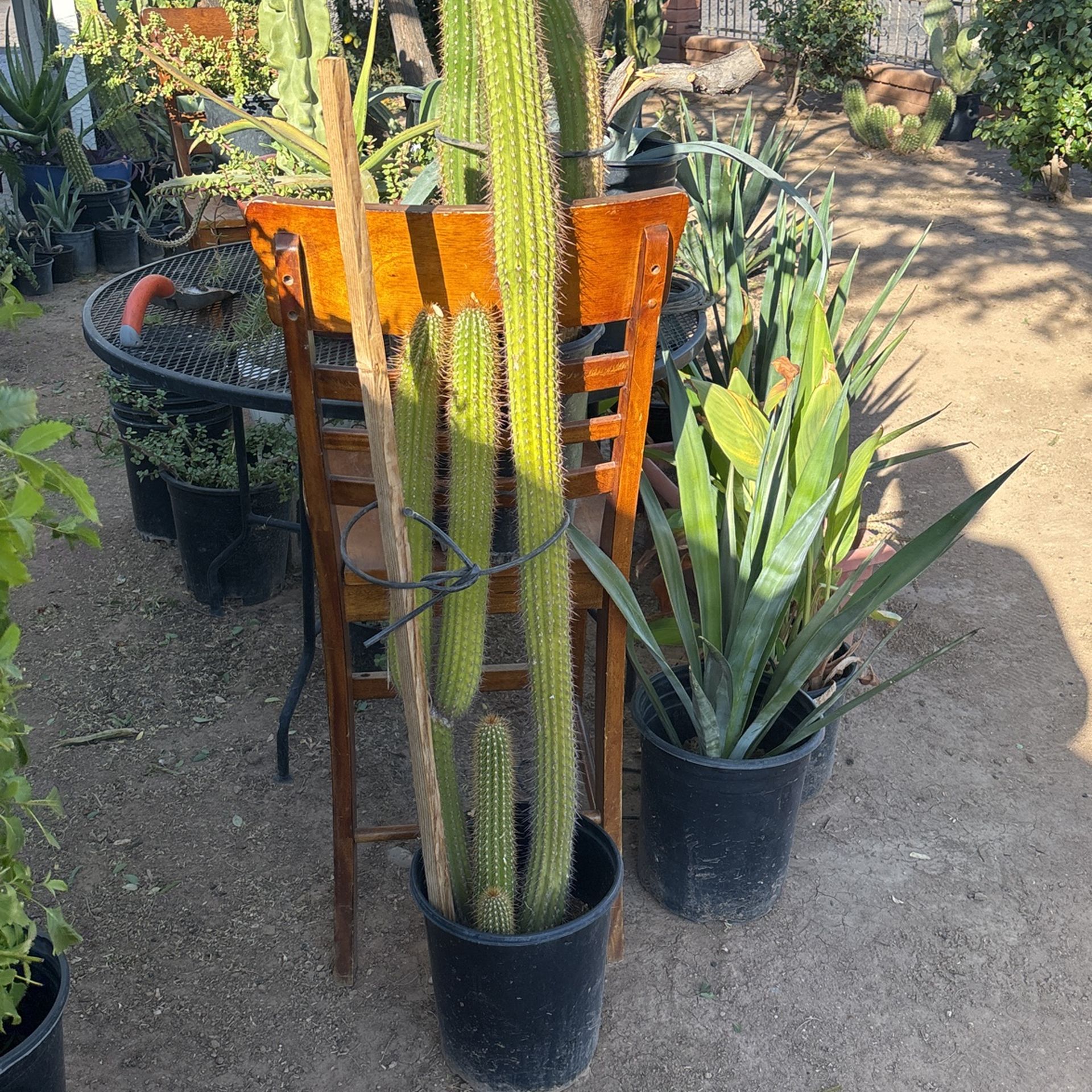 Antorcha Cactus $80 Each