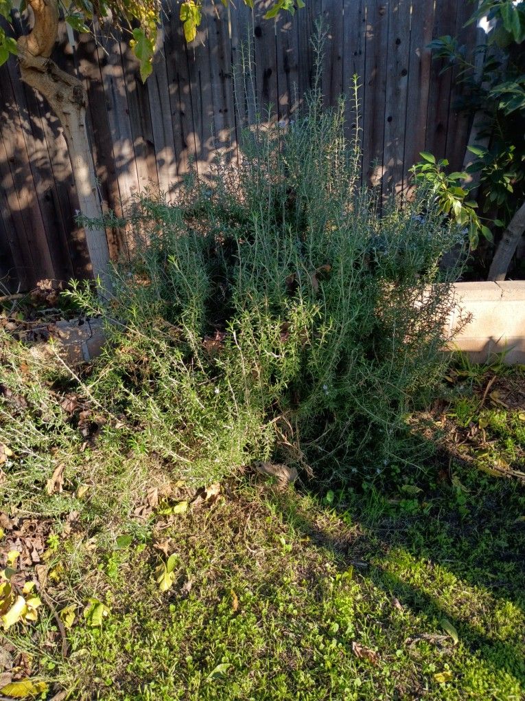 Rosemary Leaf For Tea