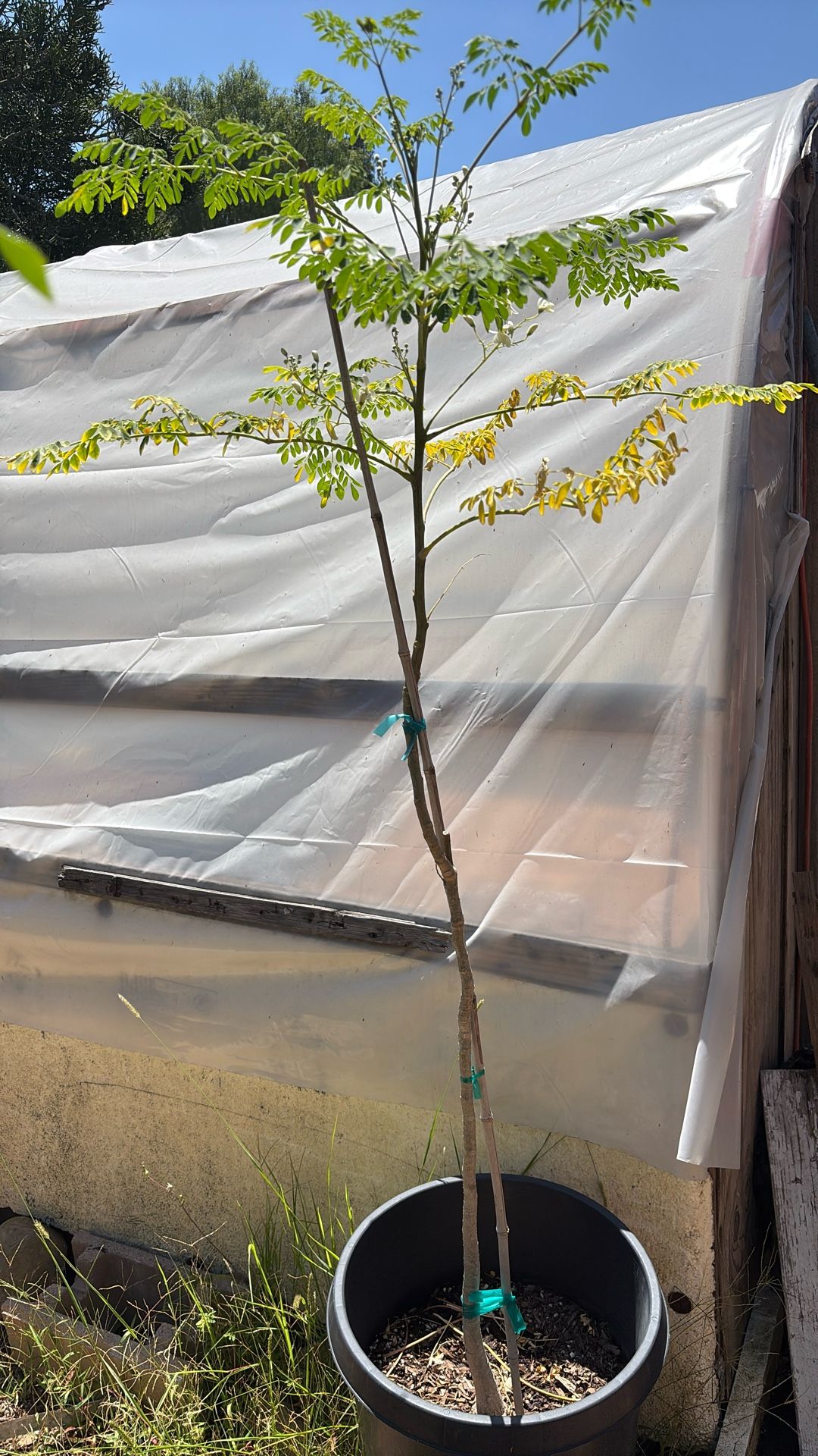 Moringa Tree 6ft 15 Gallon Pot