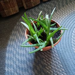 Aloe Plant 