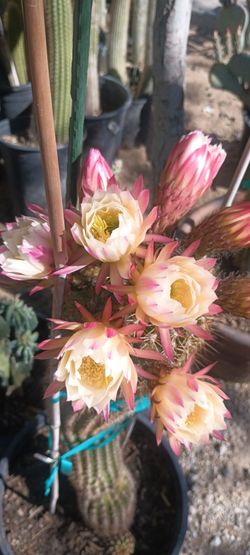 Cactus plant.