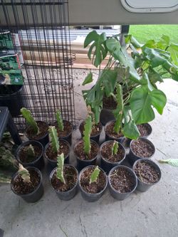 Dragonfruit Plants